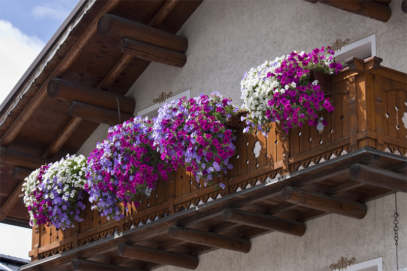 classical-model-balcony-full-of-violet-flowers